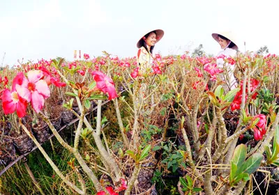 Vườn Xứ Ánh dương nở rộ đón Xuân Nhâm Thìn.