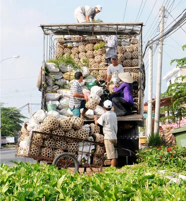 Hoa Sa Đéc chuẩn bị tỏa đi khắp nơi.