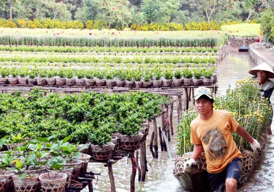 Chuyển hoa cảnh bằng ghe.
