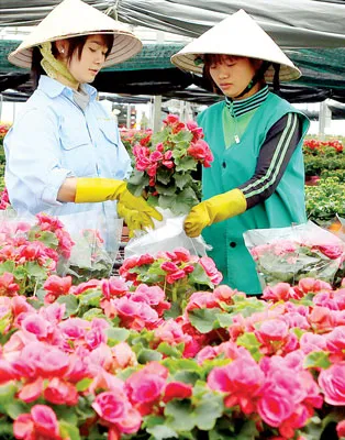 Chuẩn bị sản phẩm đưa ra thị trường.