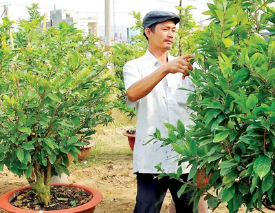 Làng mai quận Thủ Đức, TPHCM chuẩn bị đón tết.