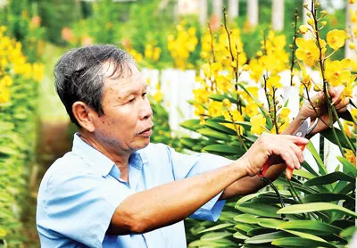 Nhà vườn Củ Chi, TPHCM chuẩn bị lan cắt cành để bán tết.