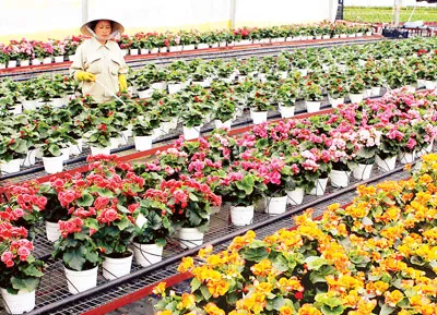 Hoa Đà Lạt trồng trong nhà kính.