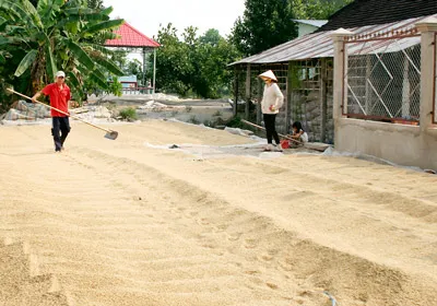 Nông dân xã Trường Thọ, huyện Càng Long, tỉnh Trà Vinh phơi lúa sau mùa gặt. Ảnh: Bình Đại