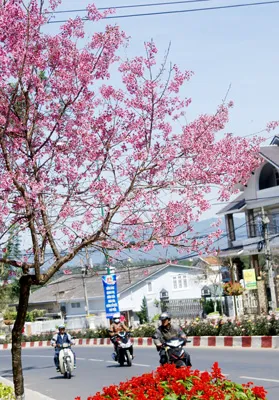 Mai anh đào rực hồng trên đường phố Đà Lạt