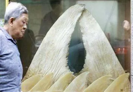 Các nước giàu ở châu Á đe dọa các loài cá  có giá trị cao