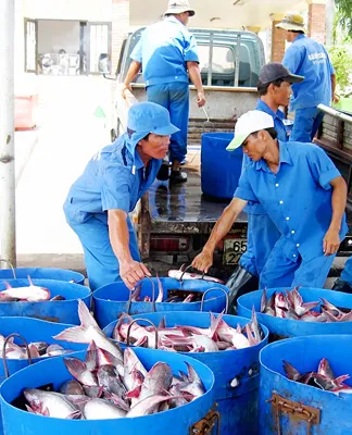 Thu mua, chế biến cá tra xuất khẩu ở Cần Thơ. Ảnh: H.Lợi