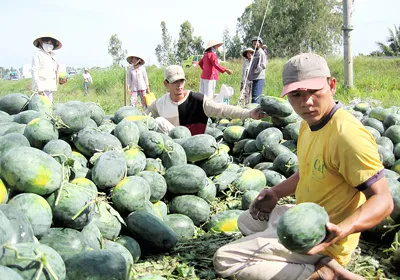 Nông dân trồng dưa lỗ nặng