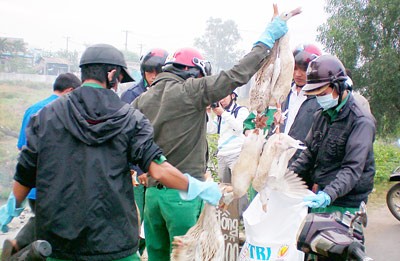 Officials seize chickens being sold illegally along a street in Binh Chanh District on February 4 (Photo: SGGP)