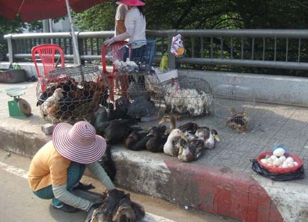 An illegal poultry shop in a bridge in District 12