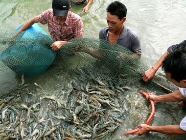 (File photo) Farmers in the Mekong province of Ca Mau harvest shrimps (Photo: Bao Anh Dat Mui newspaper)