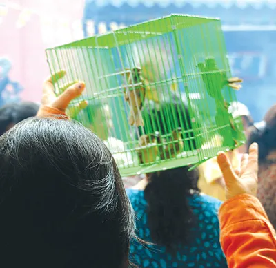 Tục phóng sinh ngày tết.