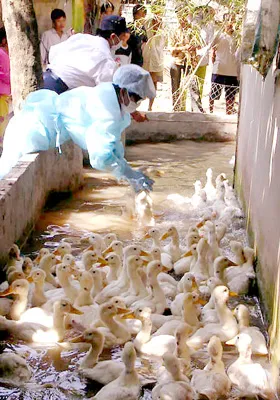 Gia cầm nuôi mới không tiêm phòng vaccine là nguyên nhân lây lan cúm H5N1. Ảnh: Cao Phong