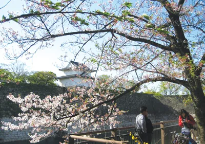 Cùng Saigontourist chiêm ngưỡng Lễ hội hoa anh đào & suối hoa tử đằng