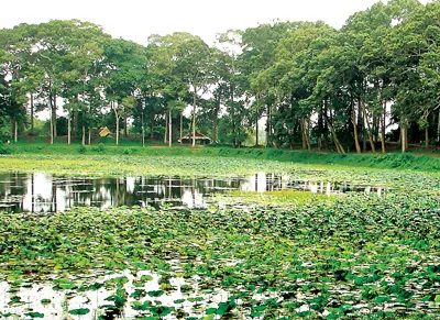 Bông dầu bay đi đâu?