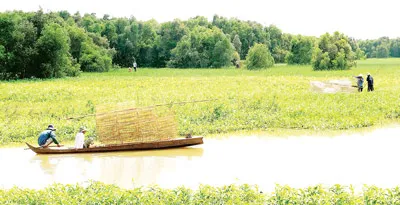 Khai thác thủy sản ở vùng đệm Vườn quốc gia Tràm Chim. Ảnh: HOÀNG TRỌNG