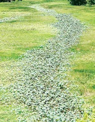 Một dãy sen hình bản đồ Việt Nam. Ảnh: HOÀNG DŨNG