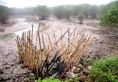 Đầm thủy sản của ông Đoàn Văn Vươn bị tháo kiệt nước, vơ vét tôm cá sau ngày cưỡng chế.