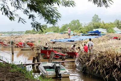Giá mía nguyên liệu ở ĐBSCL không giảm trong khi đường cát giảm giá. Ảnh: CAO PHONG