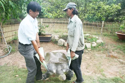 Con cua dinh nặng 60 kg nên khó khăn lắm 2 người mới khiêng nổi