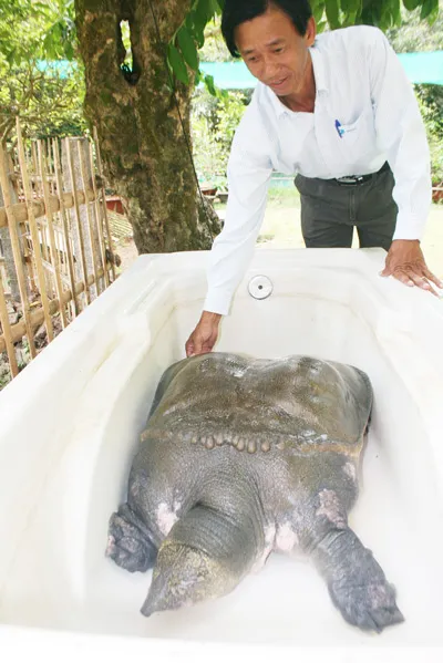 Để theo dõi sức khỏe cho con cua đinh, anh Tân đã nhốt nó trong bồn tắm lớn