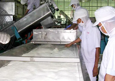 Các nhà máy chế biến cơm dừa nạo sấy cũng gặp khó khăn.