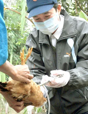 Cán bộ thú y xã Triệu Phước, huyện Triệu Phong, tỉnh Quảng Trị tiêm phòng gia cầm có nguy cơ mắc cúm H5N1. Ảnh: Khôi Nguyên