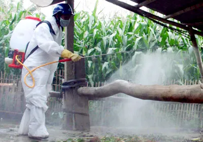 Cấp bách ngăn chặn dịch cúm gia cầm