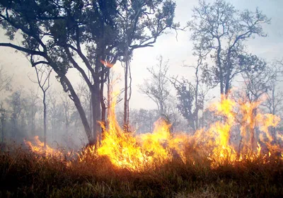 Đắc Lắc: Giao rừng là… mất!