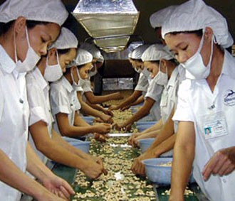 Workers processing cashew nuts for exporting