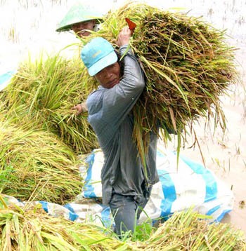 Farmers havesting rice in Mekong Delta province of Dong Thap (File photo)