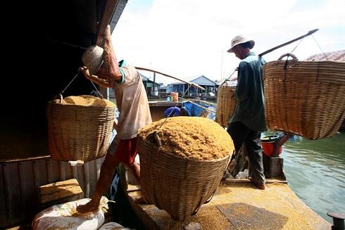 Transporting rice husk to factories