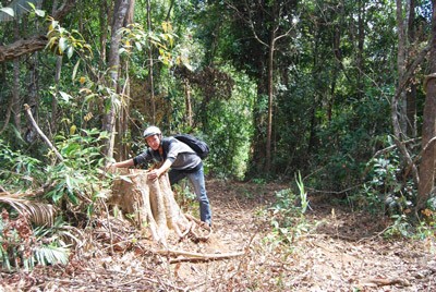 The stump of a big tree that was chopped down in Dak Doa protective forest in Giai Lai Province (Photo: SGGP)