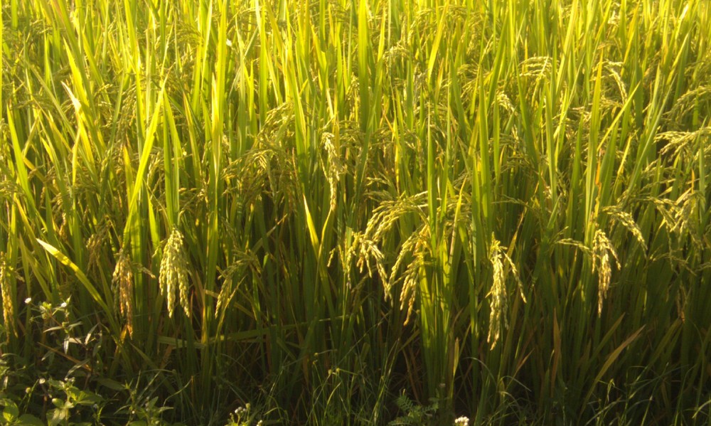 Rice consumption is reported very sluggish. (Photo: Thuy Doan)