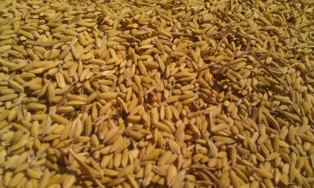 Traders will buy a maximum of 1 million tonnes of winter-spring rice crop from farmers for temporary stockpiling. (Photo: Thuy Doan)