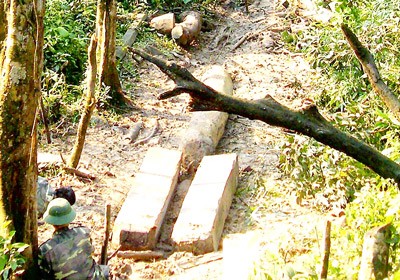 Timber logs found in the Son Hong Commune forest in Ha Tinh Province (Photo: SGGP)