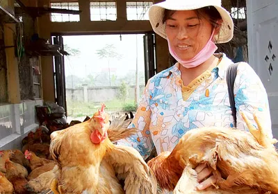 Thờ ơ với cúm gia cầm
