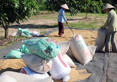 Trăn trở con đường từ lúa thành gạo