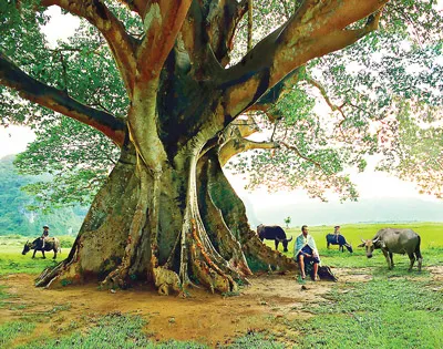 Cây đa 700 năm. Ảnh: NGUYỄN MẠNH ĐAN