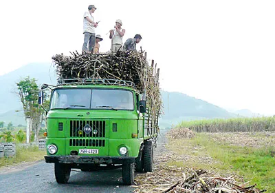 Hành động sai trái của nhiều chủ xe, tài xế ở Khánh Hòa: Chặn xe chở mía, đòi tăng cước vận chuyển