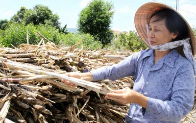 Vụ chặn xe chở mía tại Khánh Hòa: Chính quyền sẽ gặp các bên liên quan