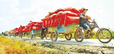 ĐBSCL giờ đây đã trở thành bát cơm châu Á - vựa lúa quan trọng của cả nước và thế giới. Ảnh: DUY BẰNG