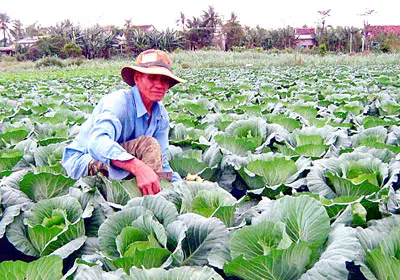 Hướng đến nền nông nghiệp hiện đại, bền vững - Bài 6: Đổi đời vùng chuyên canh