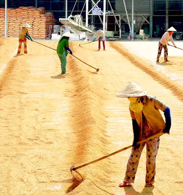 Đồng bằng sông Cửu Long đang bội thu năng suất lúa. Ảnh: Hoàng Trọng
