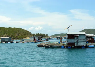 Mật độ nuôi tôm hùm dày đặc, chưa có quy hoạch chi tiết là nguyên nhân dẫn đến mầm bệnh nảy sinh.