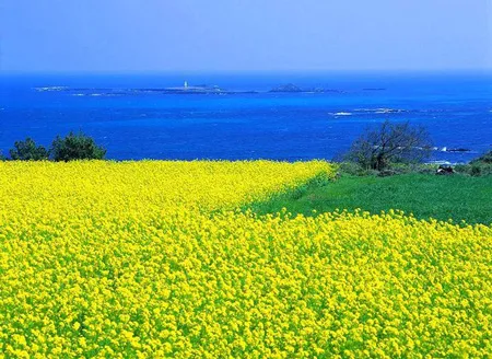 Đảo Jeju