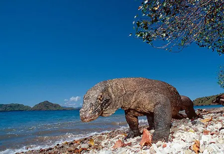 Công viên Komodo