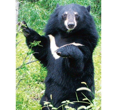 Don't consume bear bile or related products: ENV