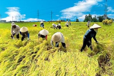 Harvesting rice in the Mekong Delta which is one of the four major key economic regions in the country.