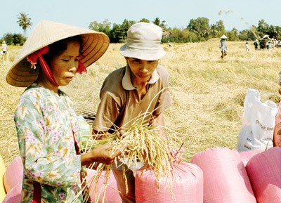 Farmers in Long An Province harvest rice for export (Photo:SGGP)
